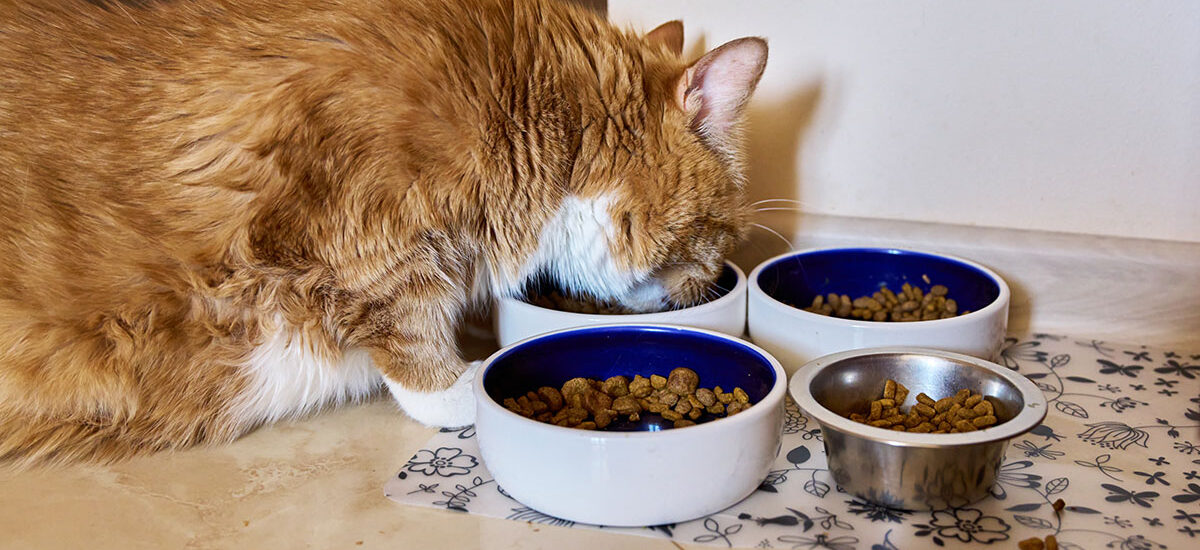 A fluffy orange cat eats from one of four bowls filled with dry food, placed on a floral mat on a tiled floor. The scene is cozy and peaceful.