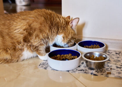 A fluffy orange cat eats from one of four bowls filled with dry food, placed on a floral mat on a tiled floor. The scene is cozy and peaceful.